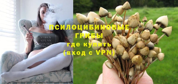 сатива Новокубанск